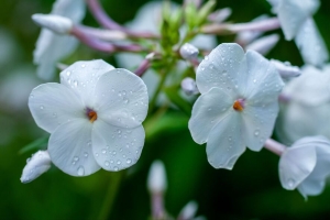 福禄考 花 花瓣 微距 白色 水滴 4k壁纸 3840x2160