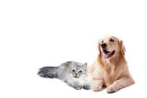 宠物猫狗合影