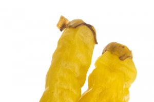 野山椒高清PNG透明漂浮元素设计素材免费下载