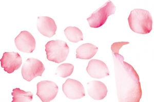 粉色玫瑰花瓣的唯美图片