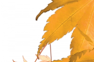 黄色枫叶