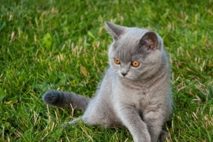猫 一瞥 宠物 动物 草 4k壁纸 3840x2160