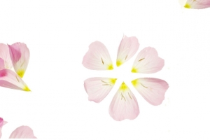 散落花瓣