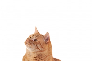 猫咪