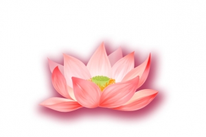 粉色荷花