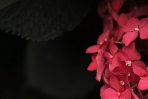 植物 花瓣 叶子 粉红色 4k壁纸 3840x2160