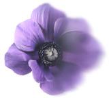 蓝色漂浮花瓣png素材