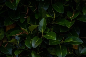 树叶 植物 绿色 深色 树枝 4k壁纸 3840x2160