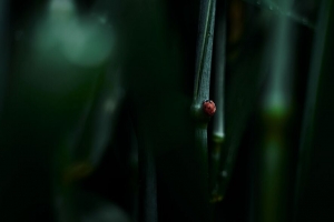 瓢虫 树叶 宏 草 4k壁纸 3840x2160