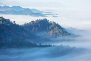 森林 雾 唯美 4K风景壁纸 3840x2160