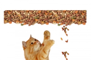 猫粮广告