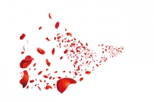 花瓣