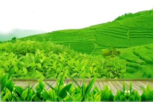 大气茶园景色茶山banner