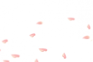 桃花花瓣节日鲜花飘落装饰粉红素材