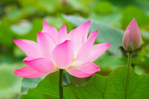 荷花池背景