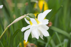 水仙花4k壁纸