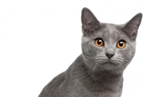 宠物猫
