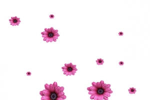 散落的花朵