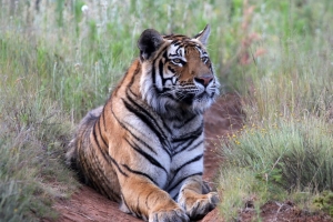 老虎 姿势 捕食者 大猫 野生动物 4k壁纸 3840x2160
