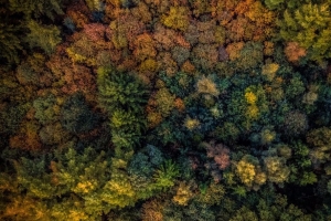 棵树 从上方观看 秋季 4k壁纸 3840x2160