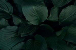 植物 叶子 宏观 绿色 热带 4k壁纸 3840x2160