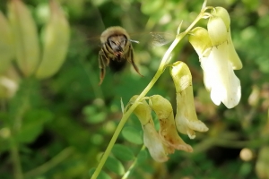 黄芪  蜜蜂黄芪