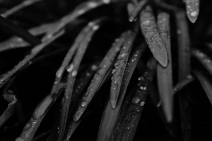 草 水滴 雨 黑白 宏观 4k壁纸 3840x2160