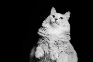 猫 宠物 白色 黑白 4k壁纸 3840x2160