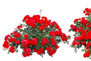 红色玫瑰花丛