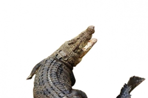 恐怖的鳄鱼