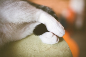 猫的尾巴,白色的爪子,猫咪4K壁纸