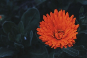 花 芽 花瓣 红色 4k壁纸 3840x2160