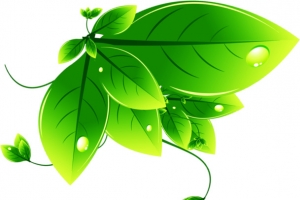 树叶绿色素材