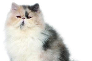 白色可爱猫咪宠物
