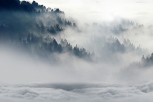 狼3440x1440壁纸