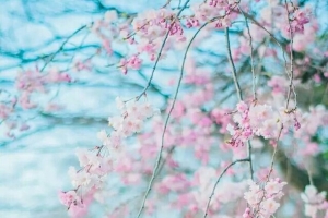 春天的粉色樱花海报背景