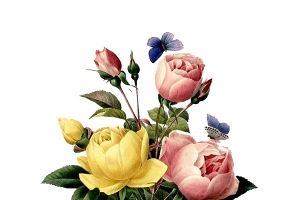 手绘玫瑰花 油画