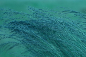 草 小穗 植物 绿色 4k壁纸 3840x2160