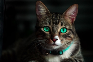 猫 绿色眼睛 美丽 外观 4k壁纸 3840x2160