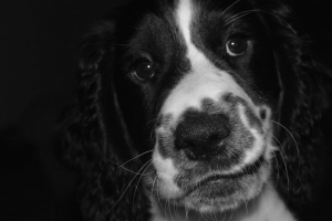 斯普林格猎犬 狗 体重 斑点 宠物 4k壁纸 3840x2160