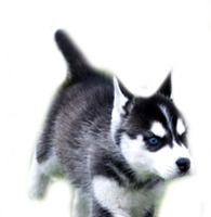 阿拉斯加犬