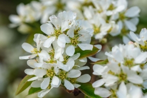  amelanchier 花 树枝 白色 春季 4k壁纸 3840x2160