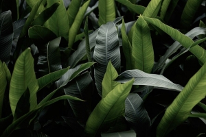 树叶 绿色 微距 植物 4k壁纸 3840x2160