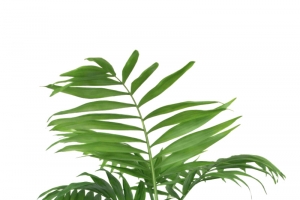 绿植盆栽PNG素材