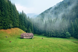 山 上午 自然 森林景观 山谷 牧场 4K风景壁纸