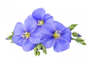 真实胡麻花高清PNG透明动植物元素设计素材免费下载