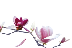 春节粉白色木棉花