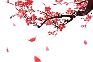 红色梅花