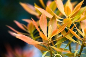 叶子 植物 宏 秋季 4k壁纸 3840x2160