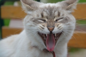 猫 枪口 哈欠 4k壁纸 3840x2160